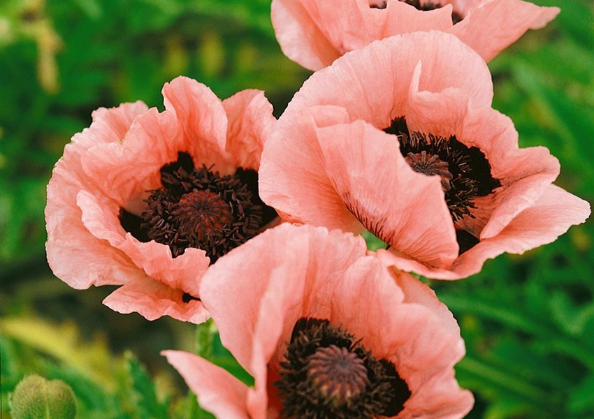 Orientalischer GartenMohn �Mrs. Perry� Floragard