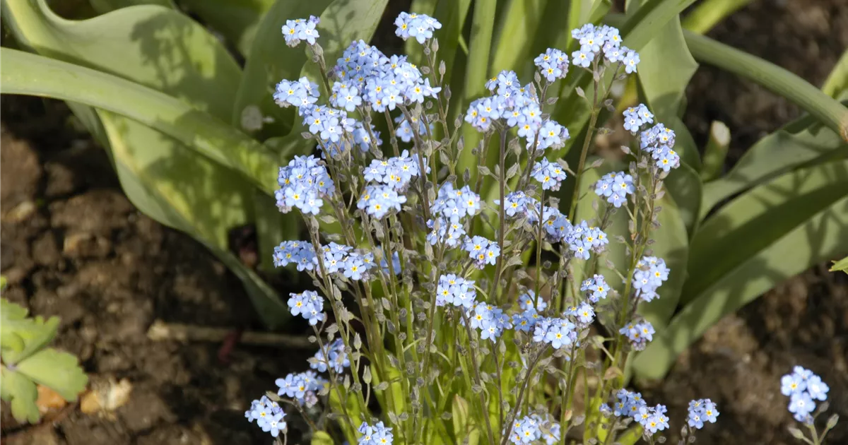 Myosotis Sylvatica Indigo Compacta Pflanze Pflege Tipps Floragard