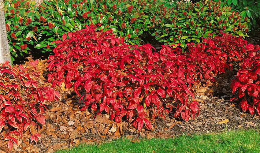 Nandina Feuerkraft Begleitpflanzen