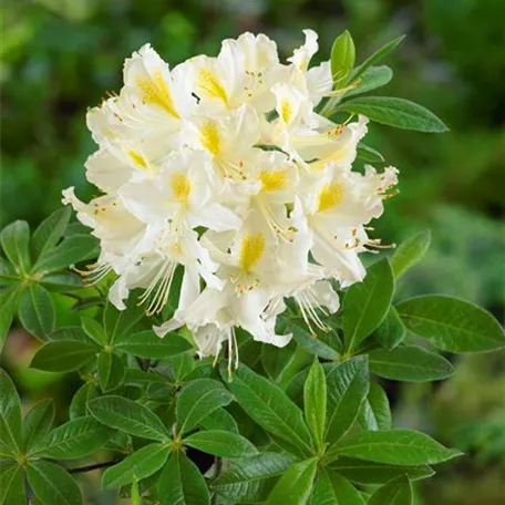 Rhododendron luteum 'Arctic Flush'