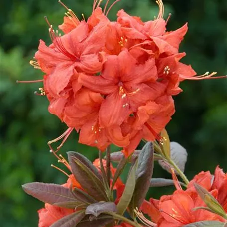 Rhododendron luteum 'Balzac'