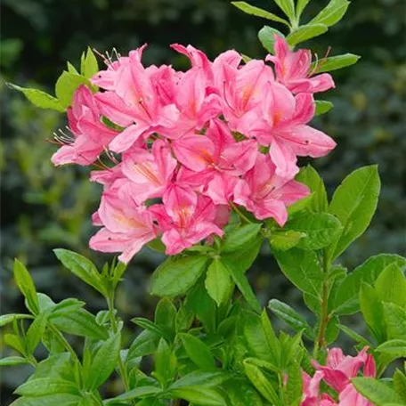 Rhododendron luteum 'Benedict'