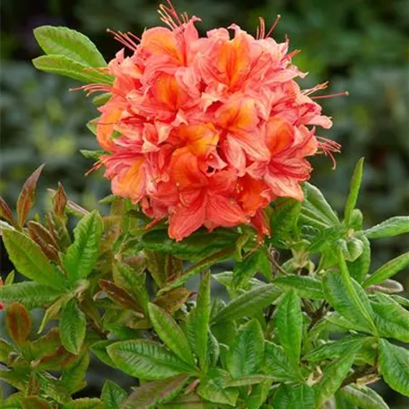 Rhododendron luteum 'Bouquet de Flore'