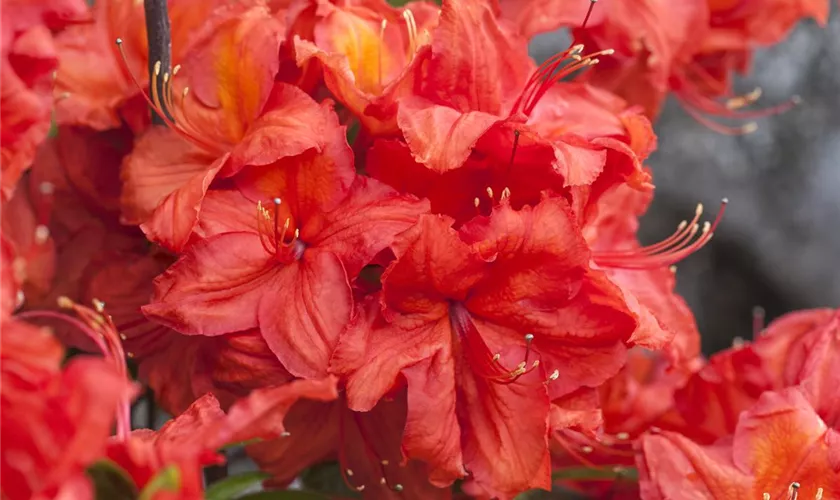 Rhododendron luteum 'Feuerwerk'