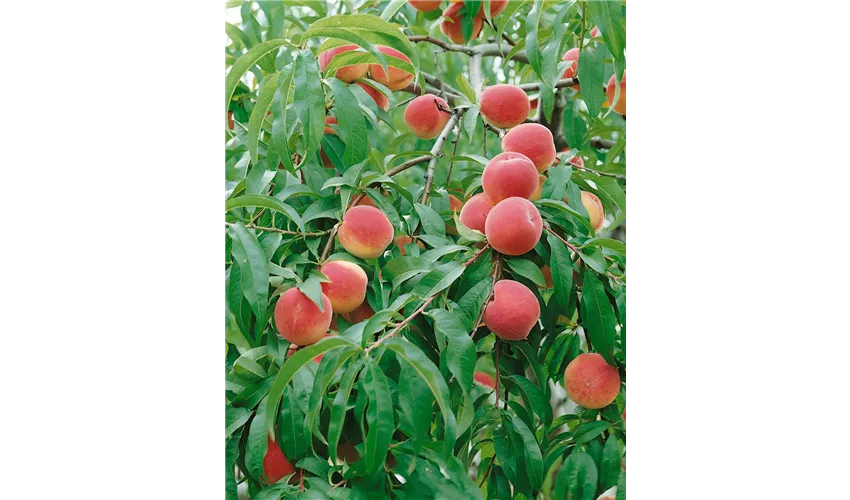 Pflanze, \'Bonanza\' ▷ Tipps persica & Pflege persica var. Floragard Prunus