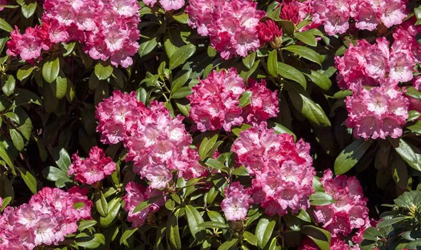 Yaku-Rhododendron 'Morgenrot'