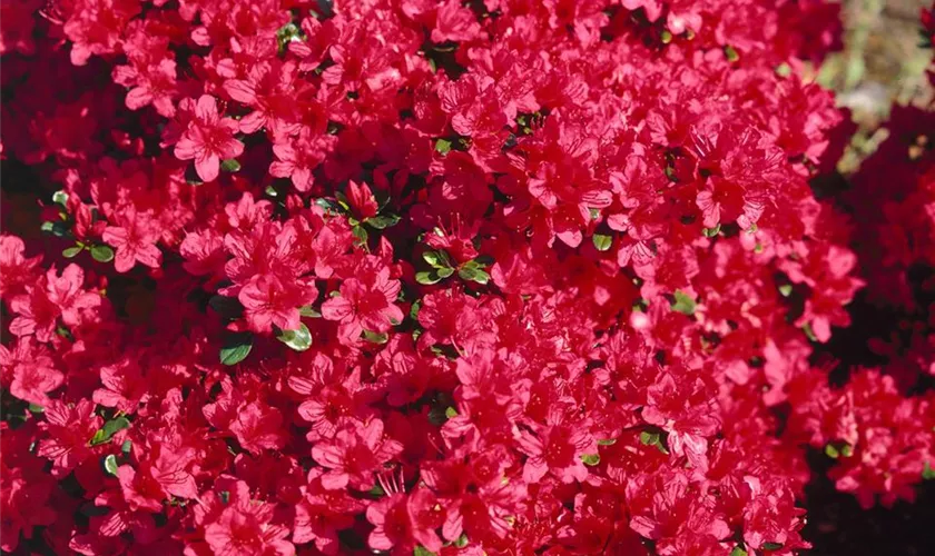 Rhododendron obtusum 'Vuyk´s Scarlet'