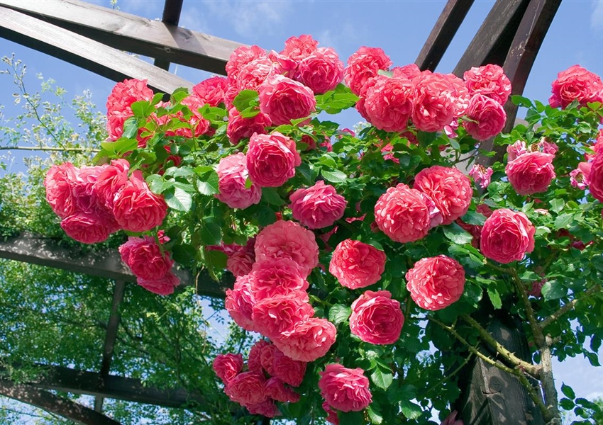 Kletterrose 'Pink Climber' - Floragard Pflanzeninfothek