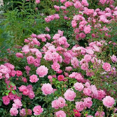 Rosa Parfuma® \'Kiss me Kate\'® Tipps & ▷ Pflanze, Pflege Floragard