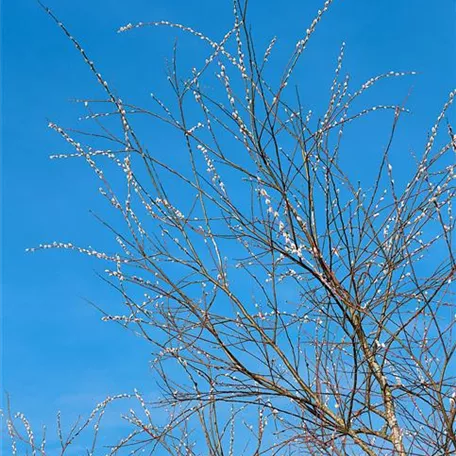 Salix acutifolia 'Pendulifolia'