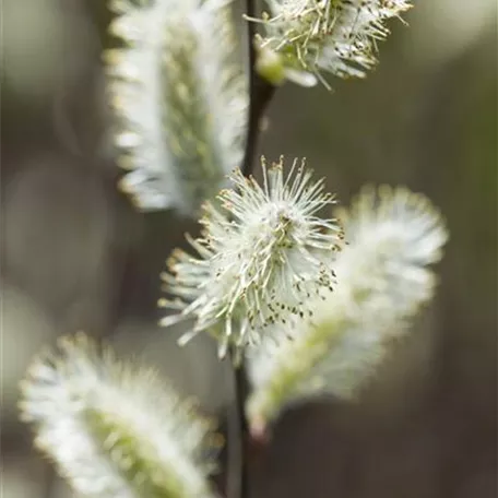 Salix caprea 'Silberglanz'