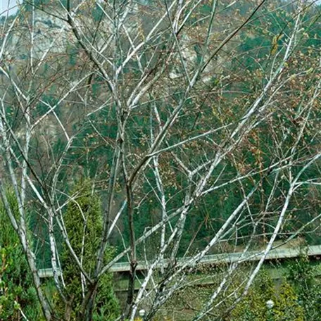 Salix daphnoides 'Praecox'