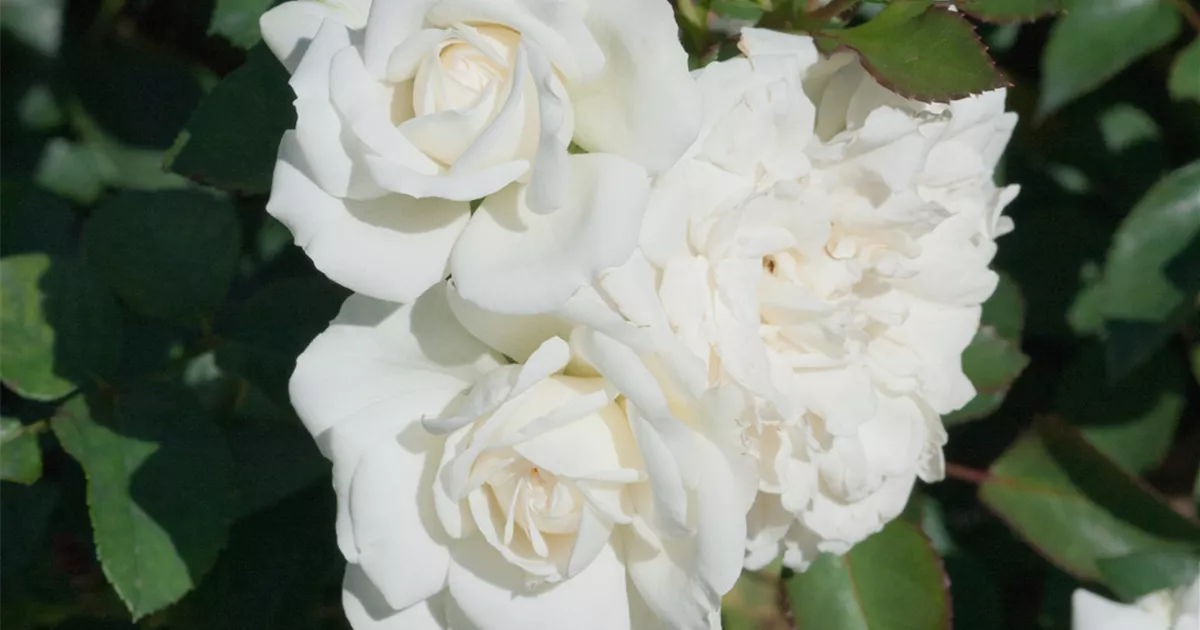 Rosa White Meidiland® Pflanze Pflege And Tipps Floragard