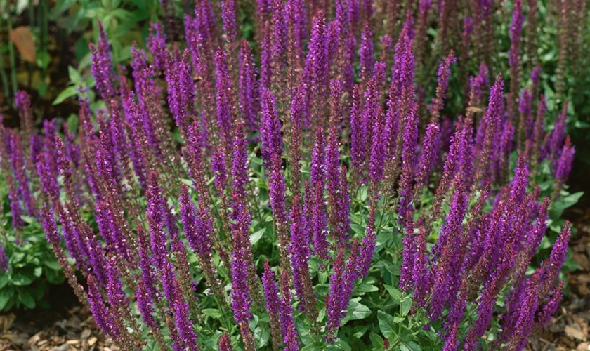 Garten Bluten Salbei Ostfriesland Floragard Pflanzeninfothek