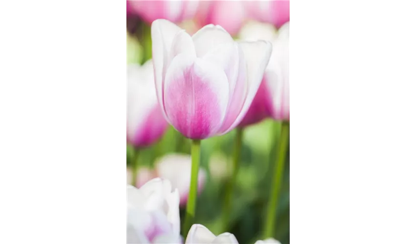 Tulipa Beau Monde Pflanze Pflege Tipps Floragard