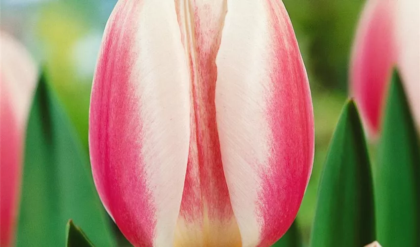 Tulipa Beau Monde Pflanze Pflege Tipps Floragard