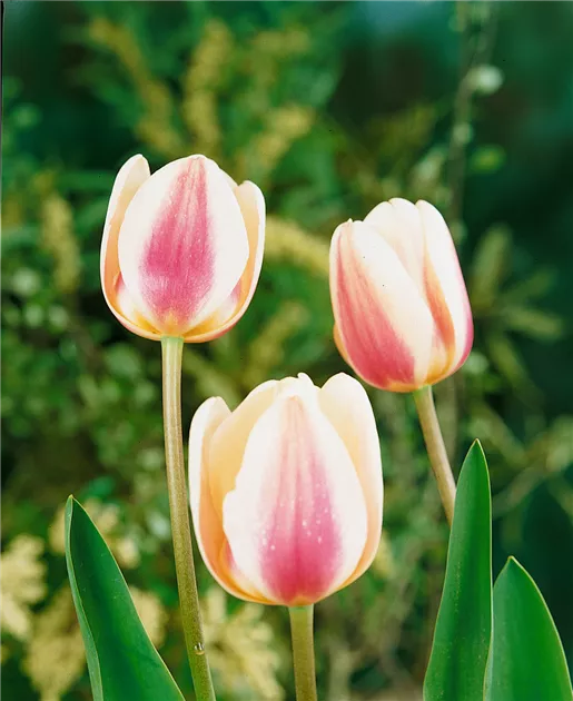 Tulipa Beau Monde Pflanze Pflege Tipps Floragard