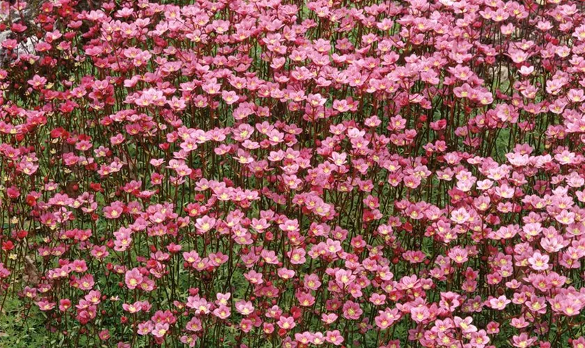 Saxifraga x arendsii 'Blütenteppich'