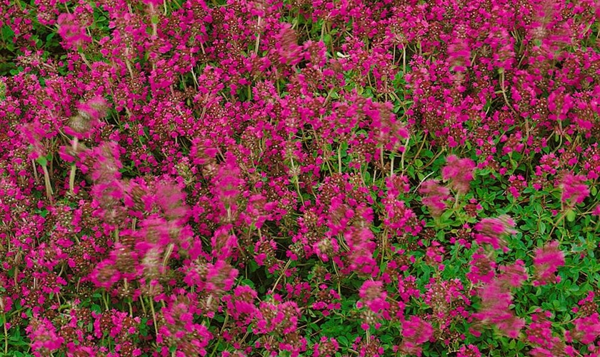 Garten Thymian Pink Chintz Floragard Pflanzeninfothek