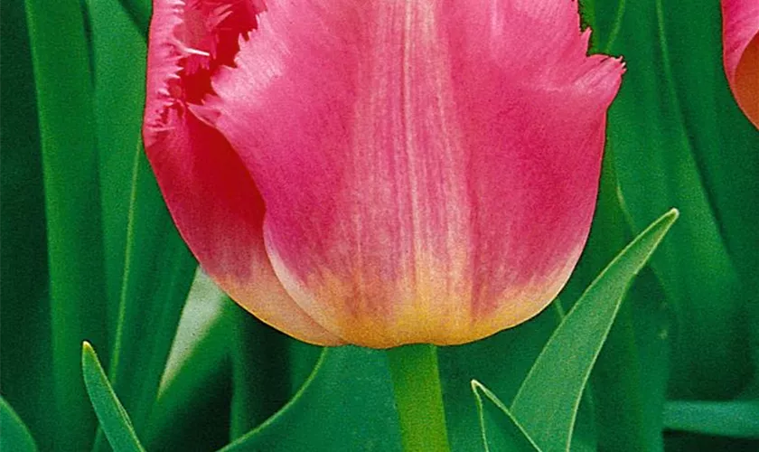 Crispa Tulpen Fancy Frills  Saatfix Blumenzwiebel Shop