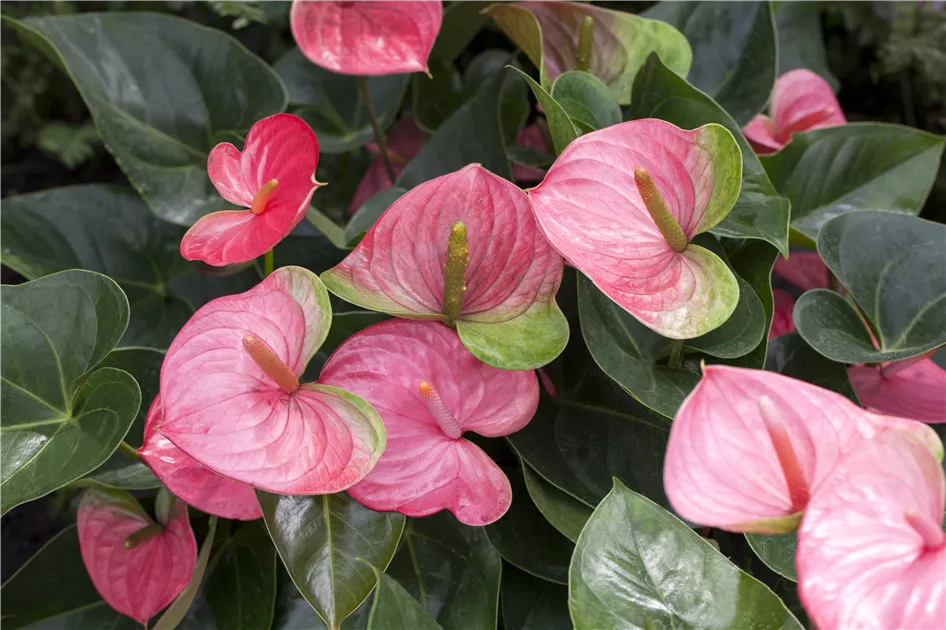 Anthurium x andreanum, & Tipps Pflege ▷ Floragard Pflanze, rosa