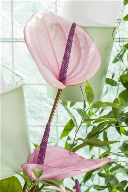 Anthurium x andreanum, rosa Tipps ▷ Pflege Floragard & Pflanze