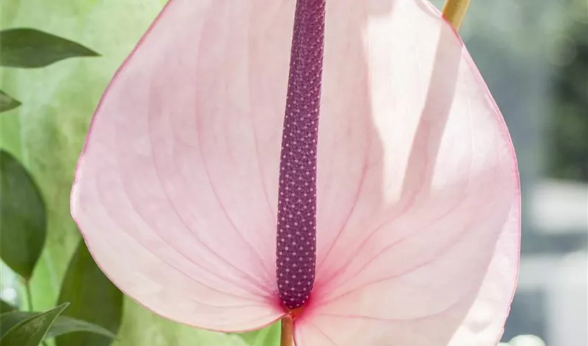 Floragard andreanum, ▷ Pflege Tipps x Pflanze, rosa & Anthurium