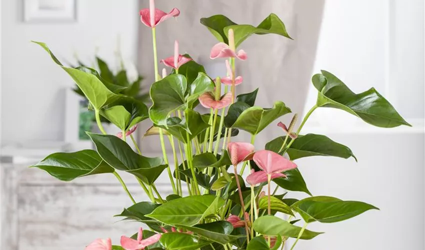 Anthurium x andreanum, rosa Pflanze, Tipps ▷ & Pflege Floragard