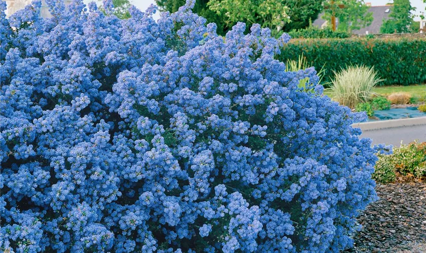 Ceanothus thyrsiflorus ▷ Tipps Pflege \'Puget & Pflanze, Blue\' Floragard