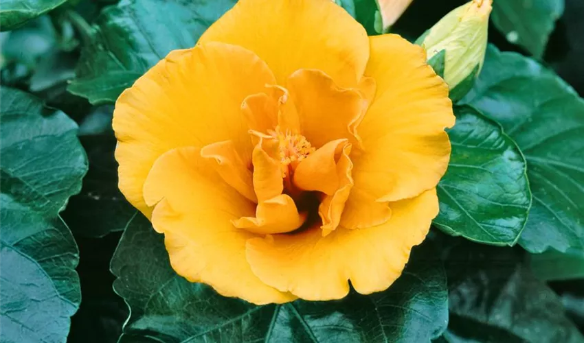 Chinesischer Roseneibisch Pflanze, Pflege & Tipps ▷ Floragard