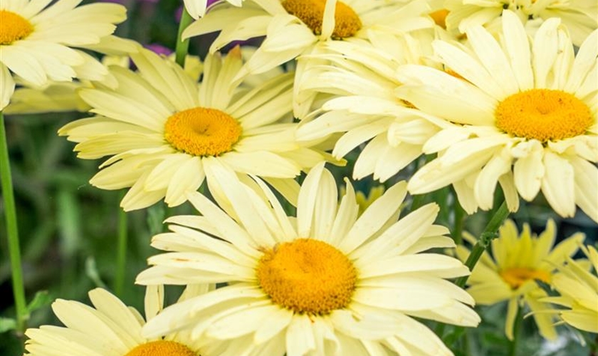 Großblumige GartenMargerite Floragard Pflanzeninfothek