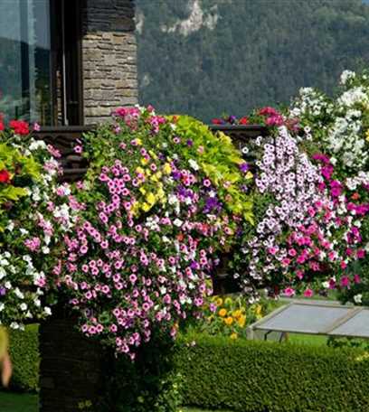 Der Winter Wird Grun Winterharte Pflanzen Fur Den Balkon Floragard Gartenwelt