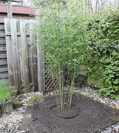  Bambus Einpflanzen  im Garten Floragard Gartenwelt