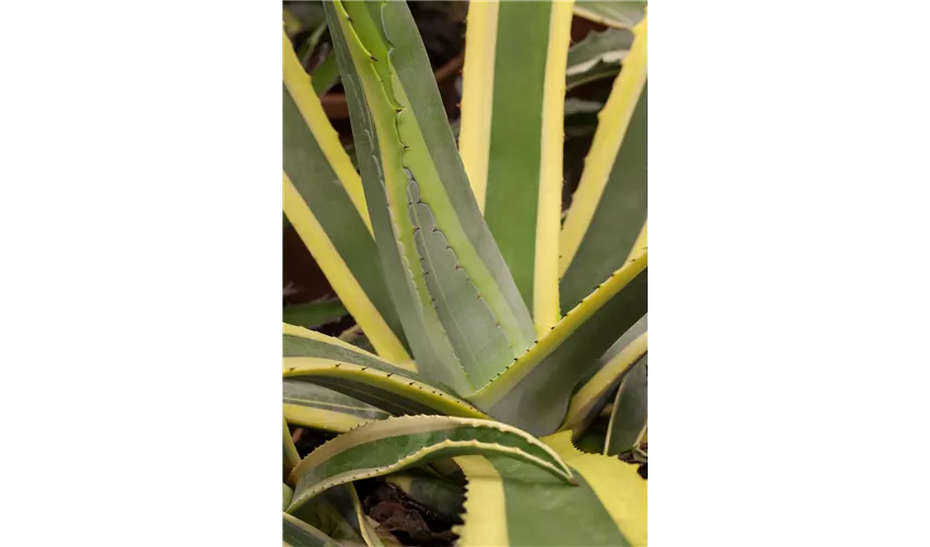 Amerikanische Floragard Agave Pflanze, Pflege ▷ & Tipps \'Variegata\'