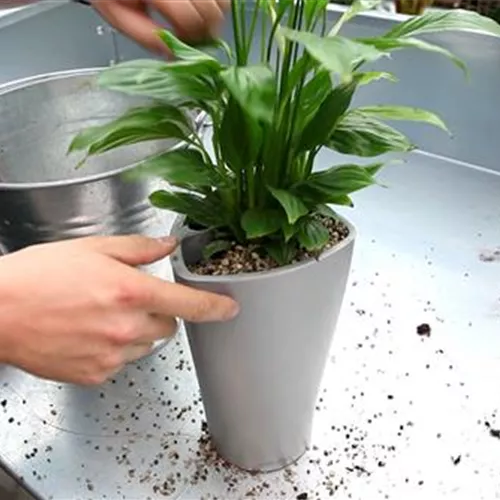 Einblatt - Einpflanzen in ein Gefäß