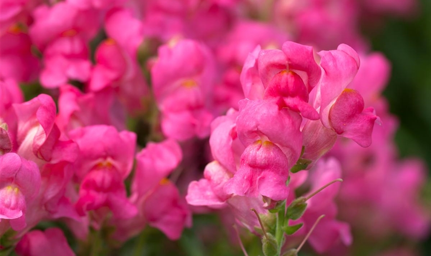 GartenLöwenmaul Floragard Pflanzeninfothek