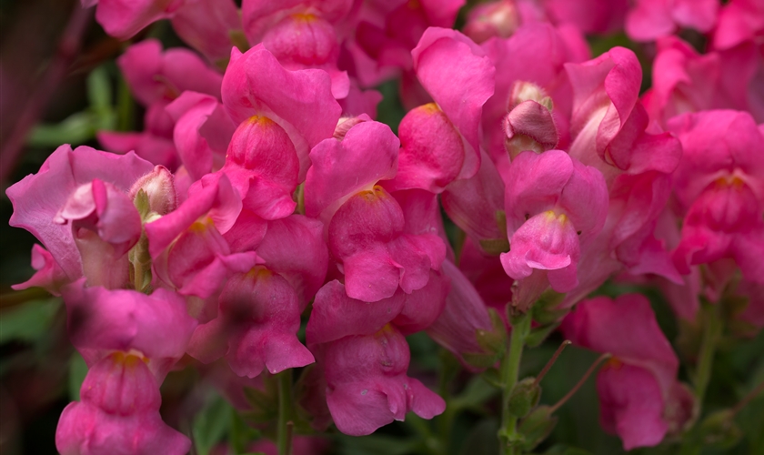 GartenLöwenmaul Floragard Pflanzeninfothek