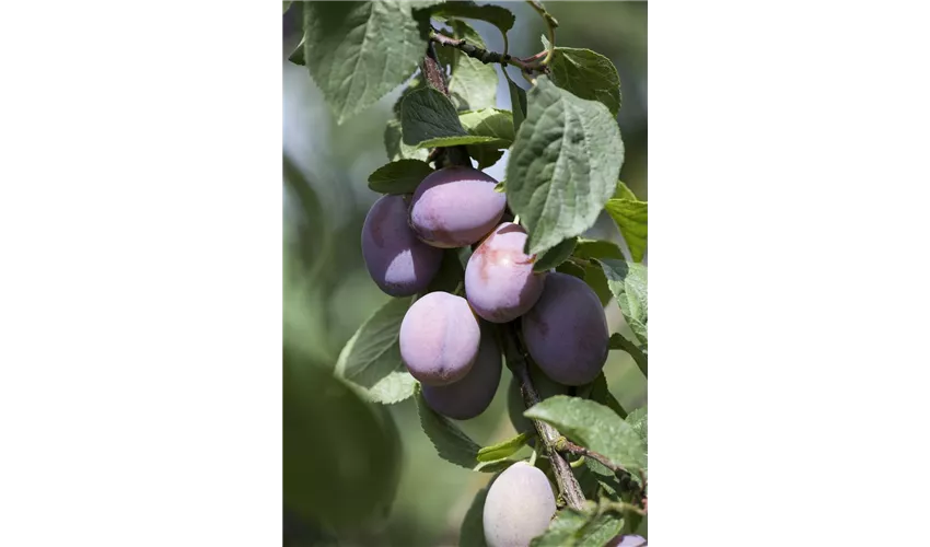 Prunus domestica Floragard \'Imperial\' ▷ Pflanze, Tipps & Pflege