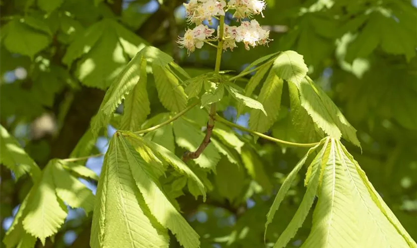 Rosskastanie Pflanze, Pflege & Tipps Floragard