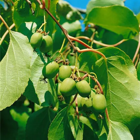 Prunus domestica \'Imperial\' Pflanze, Pflege & Tipps ▷ Floragard