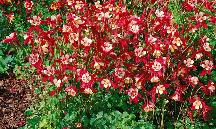 Langspornige GartenAkelei �Crimson Star� Floragard