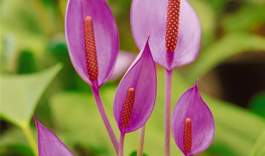 Anthurium x andreanum 'Zizou' Pflanze, Pflege & Tipps ▷ Floragard