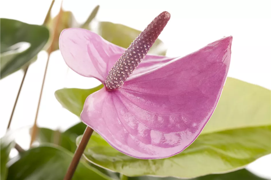 Anthurium x andreanum, Floragard & Pflege Tipps Pflanze, rosa ▷