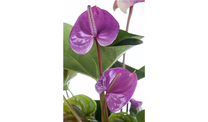 Anthurium x andreanum 'Zizou' Pflanze, Pflege & Tipps ▷ Floragard