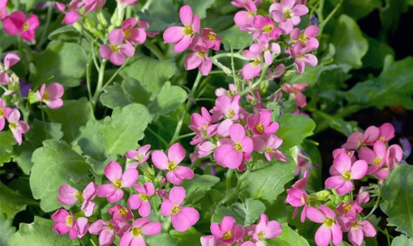 Arabis caucasica 'Compinkie'