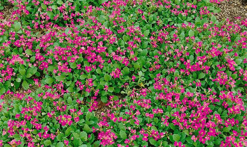 Garten-Gänsekresse 'Pinki'