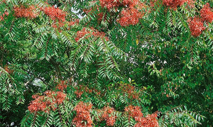 Ailanthus altissima 'Erythrocarpa'