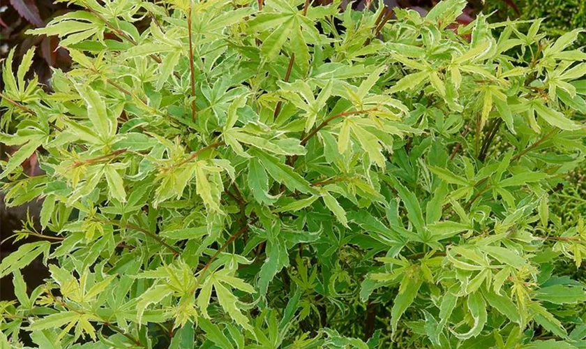 Acer palmatum 'Fuhjin'