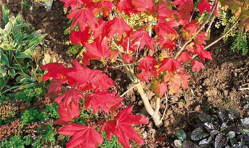 Feldahorn 'Royal Ruby'