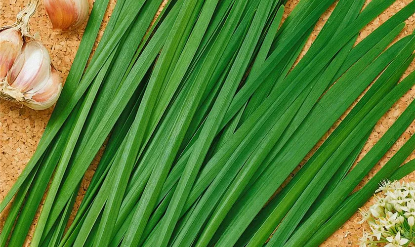 Allium tuberosum 'Fat Leaf'